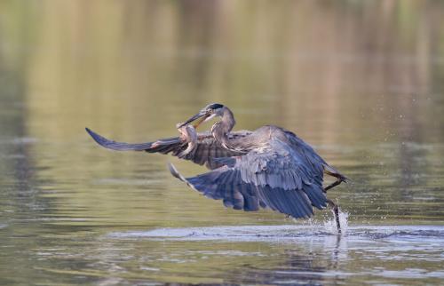 Great Blue Heron With Fish 9 8.5 8.5 26 TC GPP Pat Wintemute  Nature Gold