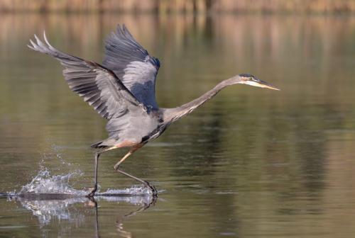 Great Blue Heron 8.5 7.5 8 24 HM GPP Pat Wintemute  Nature Gold