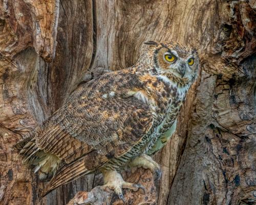 Great Horned Owl Camouflaged 8.5 8 8.5 25 TC GPP Geoff Dunn  Nature Gold