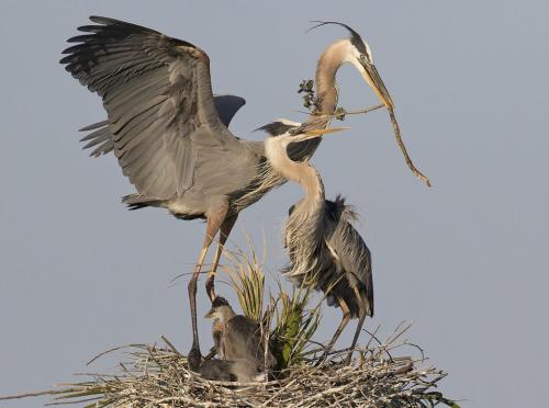Great Blue Herons Nest Building 7.5 8 9 24.5 HM DP David Seldon  Nature Master