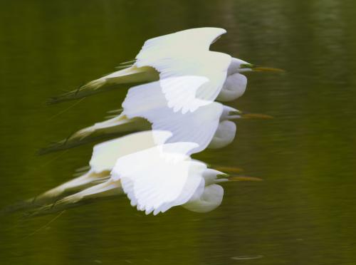 Great Egret Formation 6.5 7 6.5 20 David Seldon  Creative Master