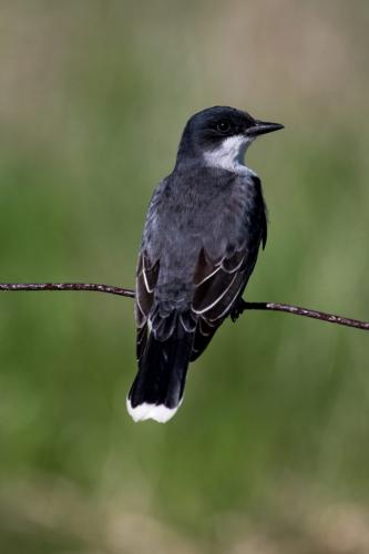 Eastern Kingbird 7 7.5 7 21.5 Geoffrey Skirrow  Nature Gold