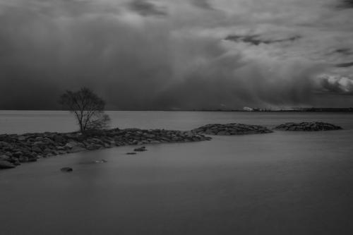 Lakeshore Tree 7.5 7.5 6.5 21.5 Ed Espin  Pictorial Gold