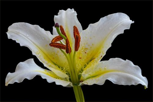Lilium Salmon Star 8 8 8 24 HM GPP Geoff Dunn  Pictorial Gold