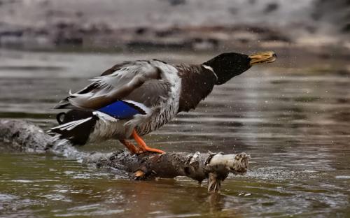 Mallard Duck 7 6 6.5 19.5 John King  Nature Gold