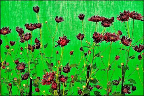 Mum Show Screen 7 7 7 21 James Hamilton  Pictorial Gold