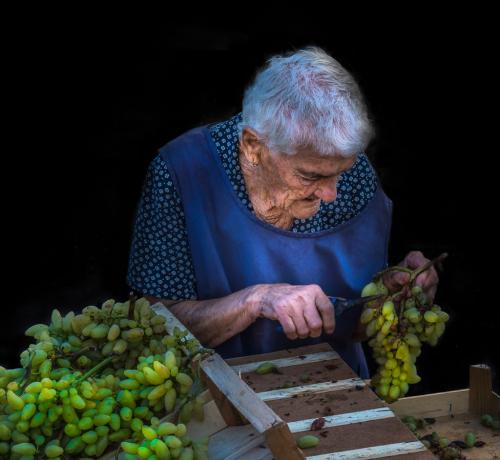 Nonna'S Grapes Are The Best 7.5 9.5 7.5 24.5 HM GPP Bertin Francoeur  Pictorial Gold