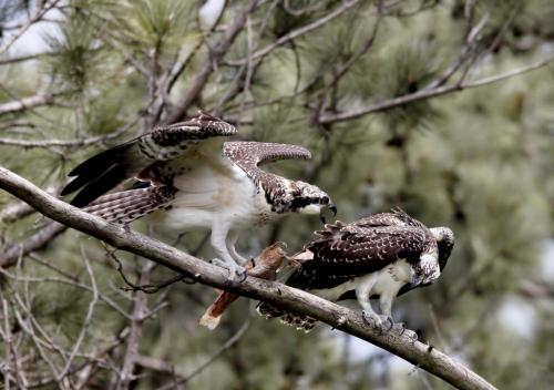 Ospreys  7.5 8 8 23.5 GPP Pat Wintemute  Nature Gold