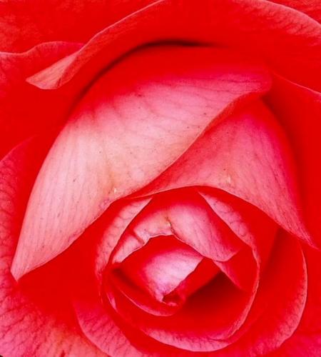 Rose Detail 6.5 7 6 19.5 Roy Oldfield  Pictorial Gold