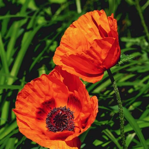 Poppies 6.5 7 6.5 20 Judy Moniz  Pictorial Silver