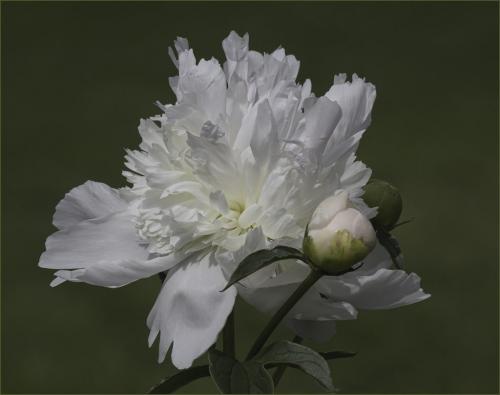 Peony Flower & Bud 8.5 8 7 23.5 GPP Judy Boufford  Pictorial Gold