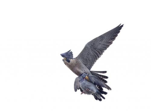 Peregrine Falcon With Pigeon 8.5 8 8 24.5 HM GPP Pat Wintemute  Nature Gold