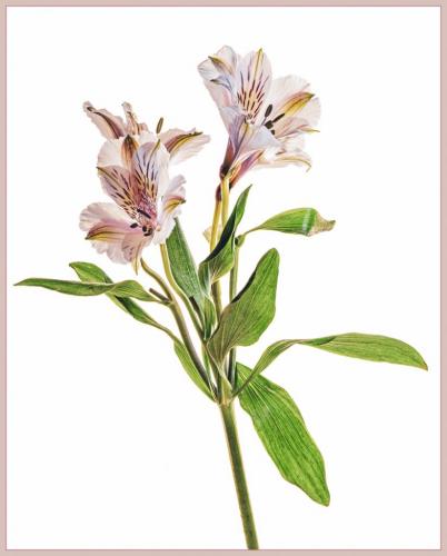 Alstroemeria 8 7.5 8.5 24 HM GPP Kathryn Martin  Pictorial Gold