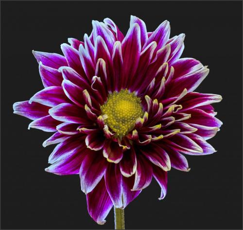 Spiked 7.5 7.5 7.5 22.5 Claudia Povilauskas  Pictorial Gold