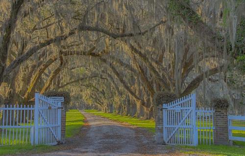 Plantation Morning  Light 7 7.5 6.5 21 Judy Boufford  Pictorial Gold