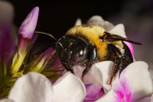 Pollinating Bumble Bee 7 8 7 22 SPP Andy Langs  Nature Silver