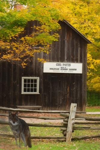 Scoping The Barn 7 7.5 5.5 20 John King  Pictorial Gold