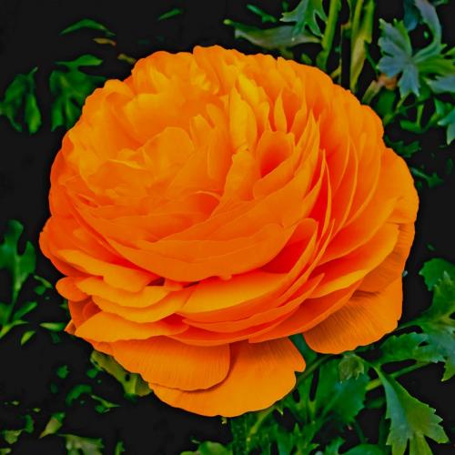 Rannunculus. 6.5 7 6.5 20 Judy Moniz  Pictorial Silver