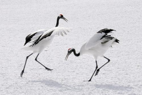 Red-Crowned Cranks Dancing 9 8.5 7.5 25 TC SPP Peter Chow  Nature Silver