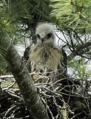 Red-Tailed Hawk (Juv.) On Nest 7 6.5 7.5 21 Jim Maguire  Nature Gold