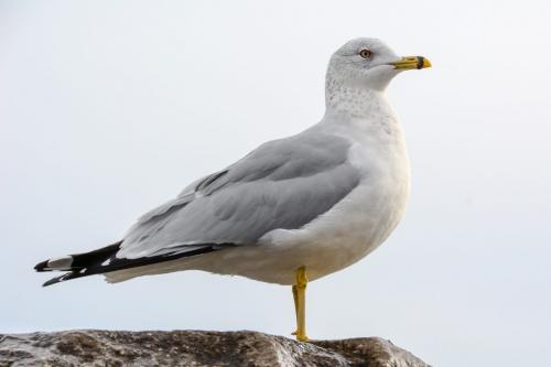 Ring Billed Gull 7 7.5 7.5 22 SPP Janet McNally  Nature Silver