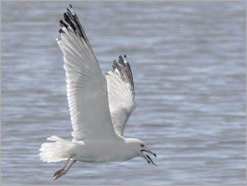Ring-Billed Gull'S Catch 8.5 9 8 25.5 TC SPP Peter Chow  Nature Silver