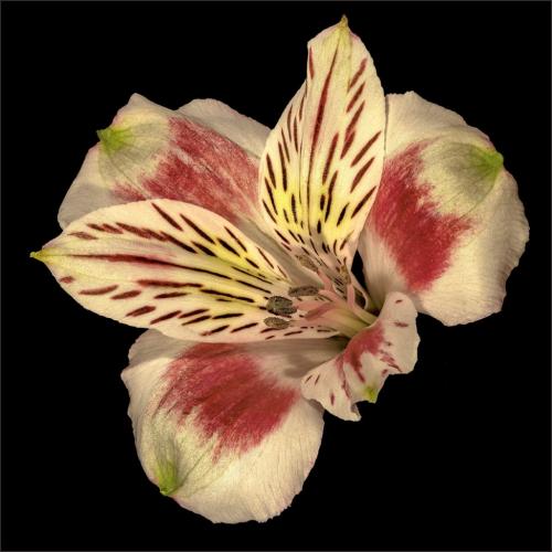 Rose Peruvian Lily 7 9 7.5 23.5 GPP Claudia Povilauskas  Pictorial Gold