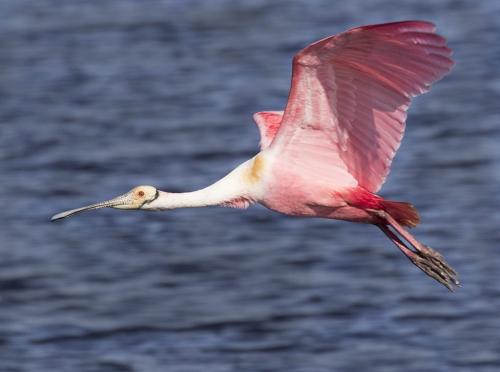 Roseate Spoonbill Flying 6.5 7.5 7.5 21.5 David Seldon  Nature Master