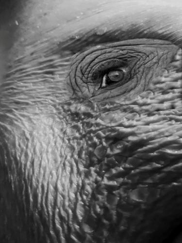 Myknee 6.5 6 6 18.5 John Bunyon  Pictorial Silver