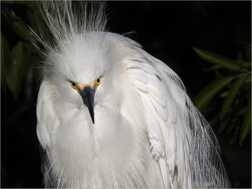 Snowy Egret 7 8 7.5 22.5 SPP Peter Chow  Nature Silver