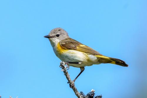 Solitary Vireo 6.5 7.5 7.5 21.5 Andy Langs  Nature Silver