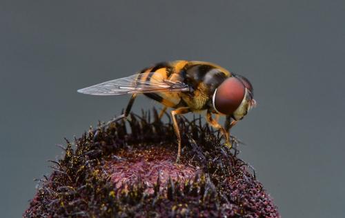 Syrphus Vitripennis 8 7.5 7.5 23 GPP Greg Alderson  Nature Gold