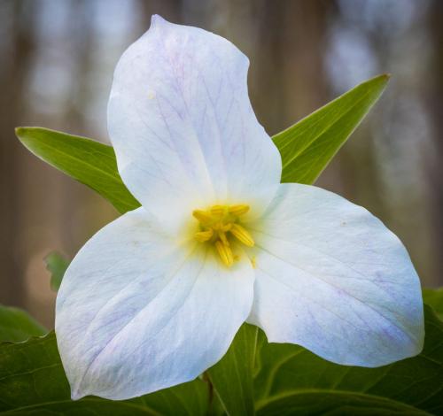 Trillium 7 8 7 22 David Evans  Nature Gold