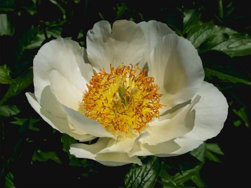 White Peony 7 8 7.5 22.5 SPP Judy Moniz  Pictorial Silver