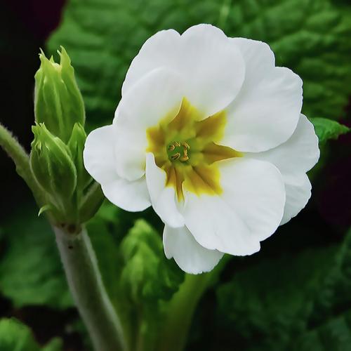 White Primula  Pictorial Silver