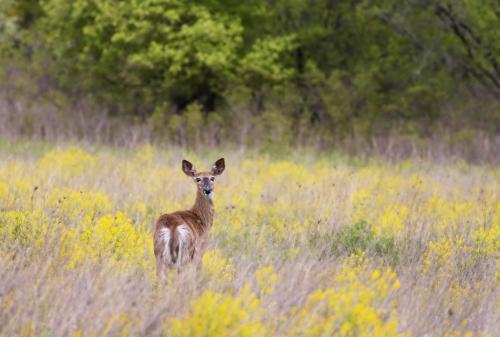 White-Tailed Deer 7 8 7 22 Pat Wintemute  Nature Gold
