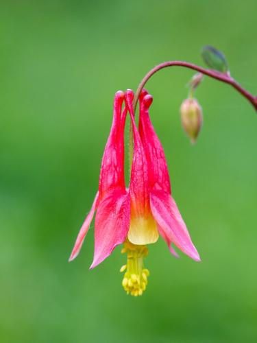 Wild Columbine 6.5 7.5 6.5 20.5 Jim Thomson  Nature Gold