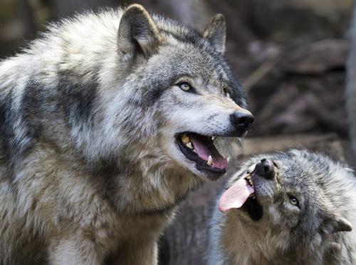 Wolves Submissive Posture 8 7.5 7.5 23 David Seldon  Nature Master