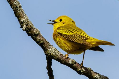 Yellow Warbler 6.5 7.5 7.5 21.5 Jim Thomson  Nature Gold