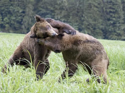 Young  Grizzlies 8.5 8.5 8.5 25.5 TC DP David Seldon  Nature Master
