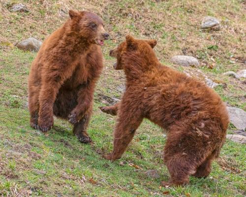 Cinnamon Bears 9 8 8.5 25.5 TC GPP Geoff Dunn  Nature Gold
