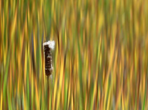 Cattail In Marsh 7 6.5 7 20.5 Carey Hope  Creative Silver