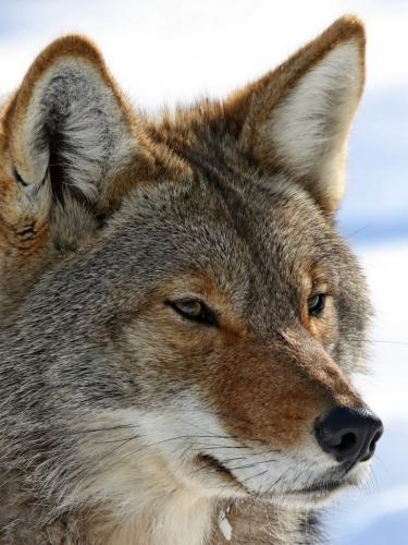 Coyote 7.5 7 7.5 22 Dan Copeland  Nature Master