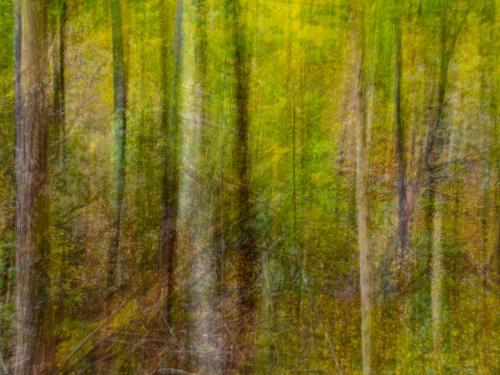 Ghost Of Trees Past 6.5 6.5 6 19 Dan Copeland  Creative Master