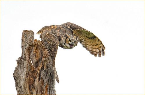 Great Horned Owl 19 6.5 7 7.5 21 Greg Alderson  Nature Gold