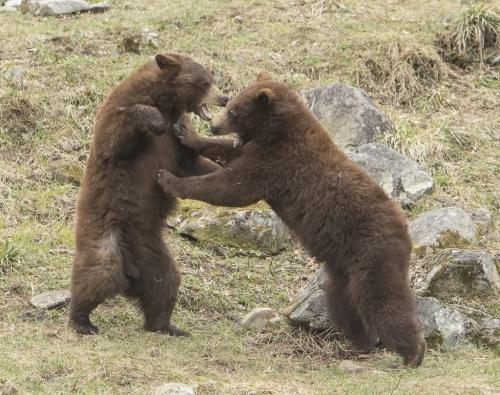 Cinnamon Bears 8 6.5 7.5 22 Gary Love  Nature Master