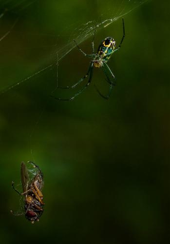 Orb Weaver With Prey 8 8.5 8 24.5 HM DP Doug Doede  Nature Master