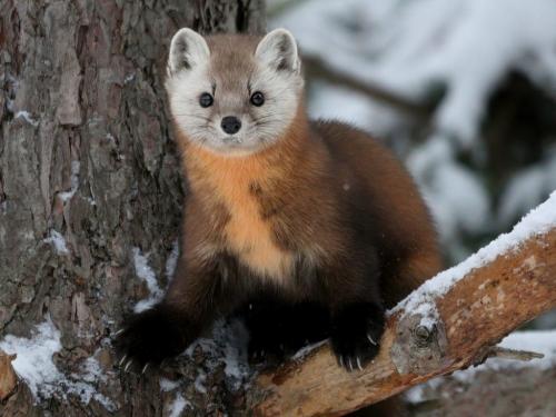 Pine Marten  7 7 7 21 Dan Copeland  Nature Master