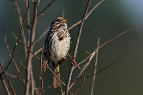 Song Sparrow 2 7.5 8.5 7.5 23.5 GPP Greg Alderson  Nature Gold
