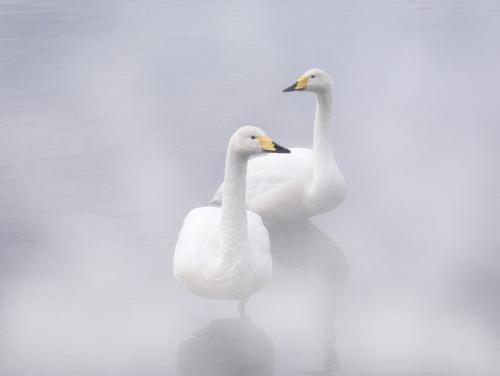 Whooping Swan In Hot Spring 7.5 8 8 23.5 HM SPP Peter Chow  Pictorial Silver
